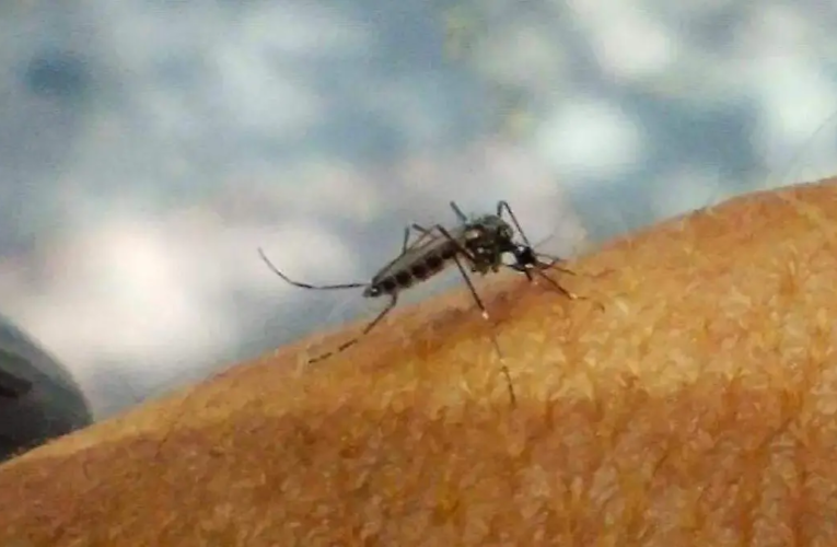 Puebla acumula 17 casos de dengue y revisan posible relación con dos defunciones