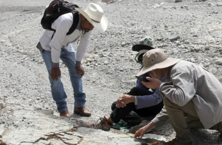 Descubren cuatro huellas de dinosaurios de hace 132 millones de años en Puebla